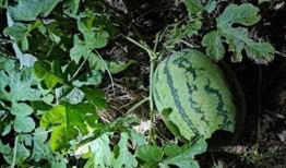 温岭吃瓜事情视频播放大全,视频播放大全背后的热议焦点