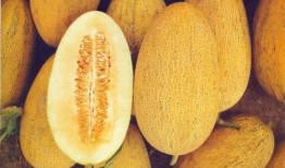 新疆吃哈密瓜烤馕视频,哈密瓜烤馕美食之旅