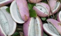 八月瓜的籽怎么吃的视频,视频教你轻松解锁美味秘诀