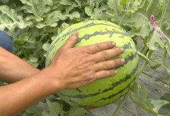 吴江绿地吃瓜事件视频曝光,视频曝光引发社会热议