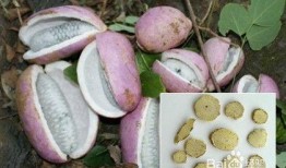 八月瓜的籽怎么吃的视频,视频教你轻松解锁美味秘诀