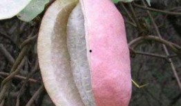 一个人吃八月瓜好吗视频,口感独特，营养价值高