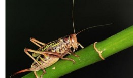 蝈蝈可以吃葫芦瓜吗视频,蝈蝈食用葫芦瓜实验揭秘