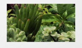 吃绿瓜的视频素材,视频带你领略绿色美味之旅