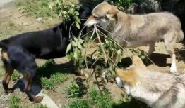 恶犬吃瓜视频,一场意外引发的全民热议