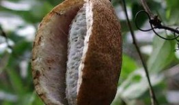 八月瓜吃视频,视频带你领略田园风光与美食之旅