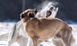 恶犬吃瓜视频,一场意外引发的全民热议