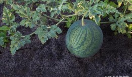 大量吃瓜技术视频,揭秘海量吃瓜技术视频精华