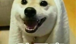 带你吃瓜视频搞笑解说,搞笑解说带你领略带你吃瓜视频的魅力