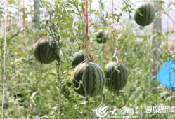 群科浪山吃瓜视频,揭秘当地特色美食背后的故事