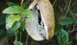 八月瓜吃视频,视频带你领略田园风光与美食之旅