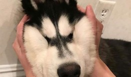 带你吃瓜沙雕奶茶视频,笑料满满回味无穷