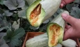 吃酥瓜要削皮吗视频教程,轻松制作美味佳肴