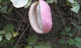 八月瓜吃视频,视频带你领略田园风光与美食之旅