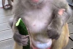 女吃瓜像猴子视频下载,下载热潮席卷网络