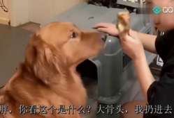 二逗吃瓜最新视频,揭秘娱乐圈最新热点，带你领略幕后真相！