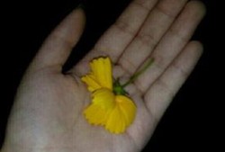 吃瓜群众今日吃瓜视频下载,揭秘吃瓜群众今日热门视频下载攻略