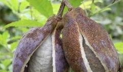 一个人吃八月瓜好吗视频,口感独特，营养价值高