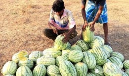 温岭吃瓜事情视频播放大全,视频播放大全背后的热议焦点