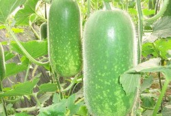 琼海吃瓜爆料视频大全,视频大全揭秘热点事件幕后真相