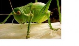 蝈蝈可以吃葫芦瓜吗视频,蝈蝈食用葫芦瓜实验揭秘