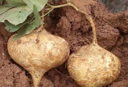 土瓜长牙还可以吃吗视频,食用安全指南揭秘