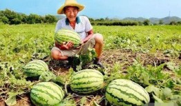 南通梨园路吃瓜视频,一场街头美食盛宴