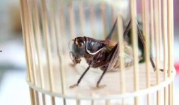 蝈蝈可以吃葫芦瓜吗视频,蝈蝈食用葫芦瓜实验揭秘