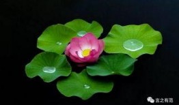 荷花妹妹吃瓜视频下载,揭秘网红美食背后的故事